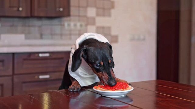 A spoiled gourmet dog in bib sits at wooden table eating sandwich with red caviar Healthy breakfasts, seafood Rich owners feed their pet caviar Luxury, excess Hedonist dachshund enjoys a gourmet meal