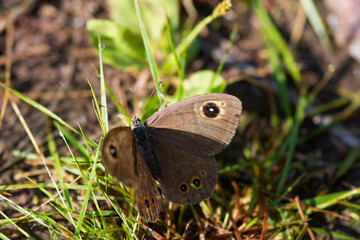 A detailed close up view of a butterfly resting quietly in the grass