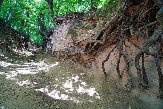 The Korzeniowy Dol loess gorge in Kazimierz Dolny.