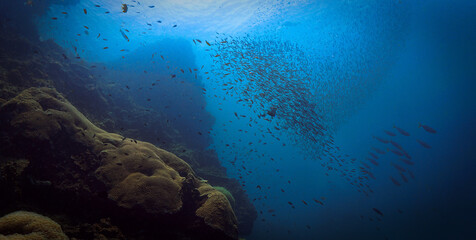 Underwater photography of school of fish at a coral reef. From a scuba dive in Thailand.