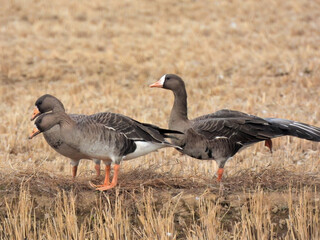農耕地で羽を休めているマガンの群れ。冬に日本に飛来する渡鳥