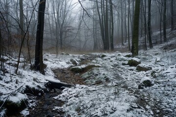 Snowy Forest Path: A Winter Hike in the Woods