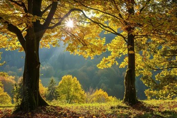 Fototapeta premium Sunlit Autumn Forest: Sunbeams Through Trees