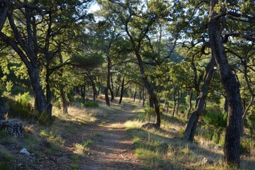 Nature Path Through Dense Forest
