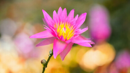 Orange flower in the garden 