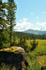 Tall cedars near a large stone in a wide clearing at the edge of a forest in the mountain taiga on a sunny summer day.