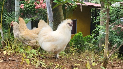 chicken