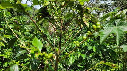 Obraz premium plant of coffee