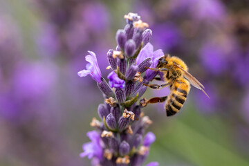 Macro, close-up photo of a beautiful vibrant honeybee eating nectar from lavenders and pollinating them