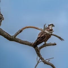 Osprey Perched waiting for its next meal