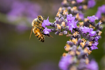 Macro, close-up photo of a beautiful vibrant honeybee eating nectar from lavenders and pollinating them