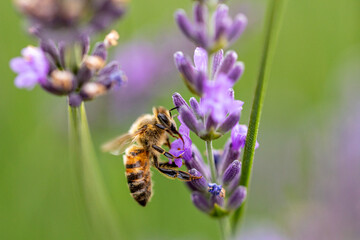 Macro, close-up photo of a beautiful vibrant honeybee eating nectar from lavenders and pollinating them