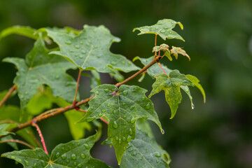 leaves of a tree in the rain