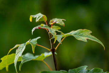 close-up of tree leaves