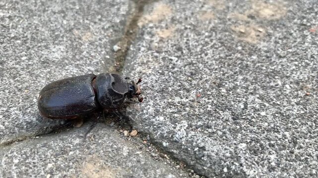 Black beetle or Oryctes rhinoceros walking on the ground