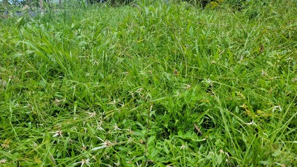 green grass background
