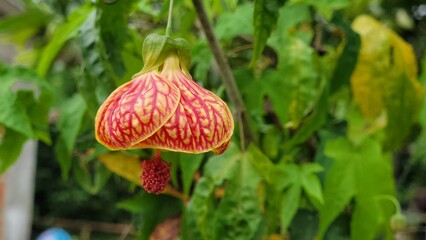 red and yellow flower