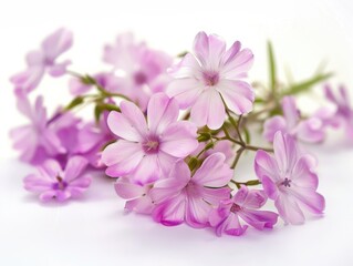 Fototapeta premium Soft pink phlox flowers gracefully arranged on a bright white background, creating a serene and dreamy atmosphere