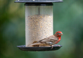 Red orange head house finch little bird eating seeds from birdfeeder in a balcony 