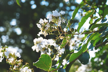 White crape myrtle tree blooms with bokeh green background during summer season.