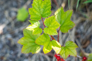 Ribes triste, known as the northern redcurrant, swamp redcurrant, or wild redcurrant, Denali Sled Dog Kennels Trail, Denali National Park and Preserve