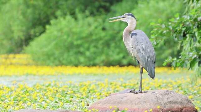 great blue heron sitting on rock in park (moving beak grooming feathers) vocalizing, gular fluttering or panting during hot summer day (beautiful lake with flowers, trees background) close up wildlife