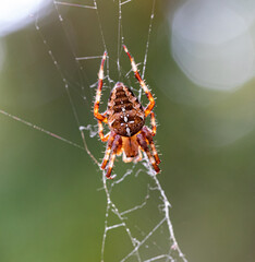 Close up macro picture of a European Garden Spider with white cross on its back