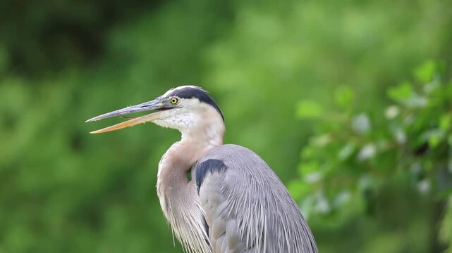 great blue heron sitting on rock in park (moving beak grooming feathers) vocalizing, gular fluttering or panting during hot summer day (beautiful lake with flowers, trees background) close up wildlife
