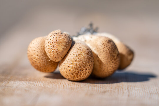 Apioperdon pyriforme, pear-shaped puffball or stump puffball, is a saprobic fungus present throughout much of the world. Denali Sled Dog Kennels, Denali National Park and Preserve