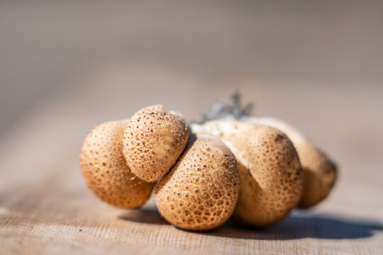 Apioperdon pyriforme, pear-shaped puffball or stump puffball, is a saprobic fungus present throughout much of the world. Denali Sled Dog Kennels, Denali National Park and Preserve