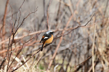 枯れ枝にジョウビタキ