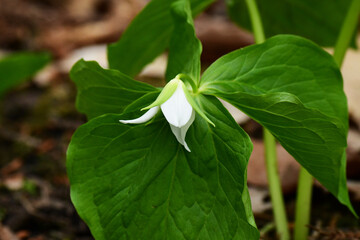 白いエンレイソウの花