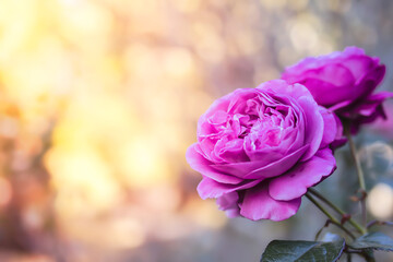 Obraz premium Beautiful of petal pink roses in blooming in the garden with blurred sunlight background. Copy Space.