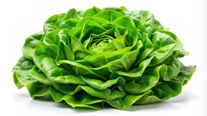 Obraz premium A Single Head of Freshly Harvested Green Butter Lettuce