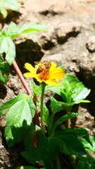 bee on flower