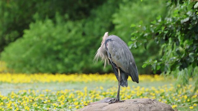 great blue heron sitting on rock in park (moving beak grooming feathers) vocalizing, gular fluttering or panting during hot summer day (beautiful lake with flowers, trees background) close up wildlife