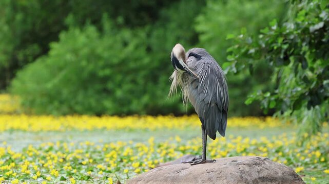 great blue heron sitting on rock in park (moving beak grooming feathers) vocalizing, gular fluttering or panting during hot summer day (beautiful lake with flowers, trees background) close up wildlife