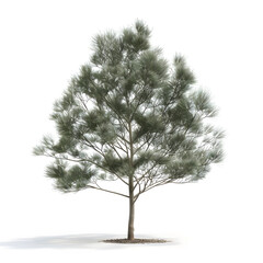 Detailed 3D illustration of a single Casuarina equisetifolia tree on a white background.