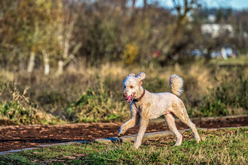 2023-12-31 A CREAM COLORED STANDARD POODLE RUNNING AROSS A FIELD WITH NICE EYES AND A OPEN MOUTH AT THE OFF LEASH DOG AREA AT MARYMOOR PARK IN REDMOND WASHINGTON