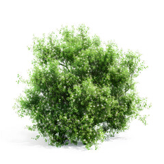 Detailed 3D illustration of Poa labillardier bush in isolation, emphasizing its textures and colors.