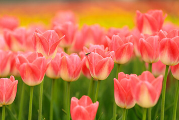 Blooming tulips in an outdoor park