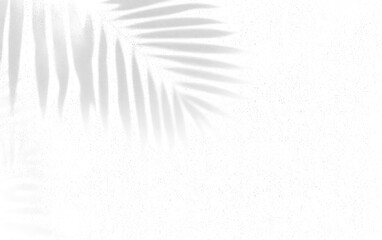 Abstract background of palm leaves or coconut leaves and perspective. Natural pattern, gray shadow. Copy space or empty. For advertisements, business cards, and transparent backgrounds with png