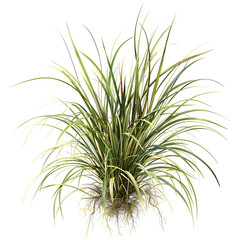 Fototapeta premium Highly detailed illustration of Vetiver Grass, showcasing its intricate textures and patterns in a hyperrealistic style.