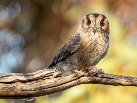Australian Owlet-nightjar - Aegotheles cristatus in Australia
