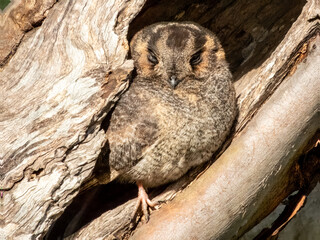 Australian Owlet-nightjar - Aegotheles cristatus in Australia