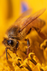Close up macro picture of a bee collecting pollen, nectar from a bright yellow sunflower