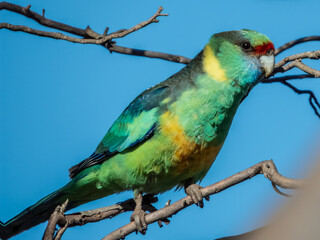 Australian Mallee Ringneck - Barnardius zonarius barnardi in Australia