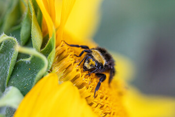 Closeup macro picture of a big beautiful bumblebee pollinating a sunflower