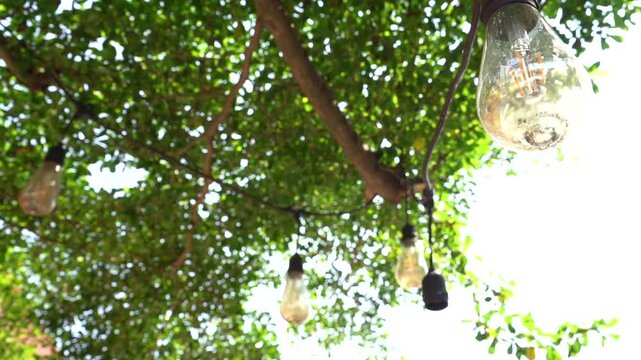 bulbs hanging on tree in the park