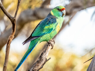 Australian Mallee Ringneck - Barnardius zonarius barnardi in Australia